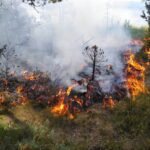 Ugniagesiai įspėja: būkite atsargūs miškuose!